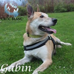 Gabin