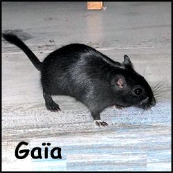 Gaia 1