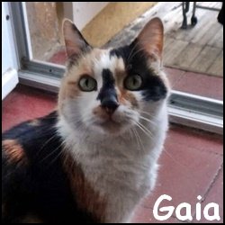 Gaia