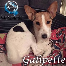 Galipette