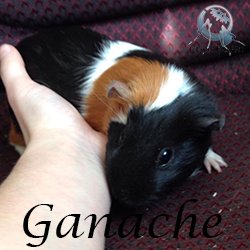 Ganache