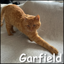 Garfield