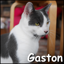 Gaston