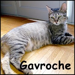 Gavroche