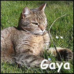 Gaya