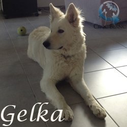 Gelka