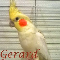 Gerard