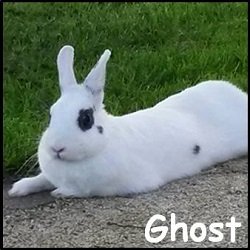 Ghost