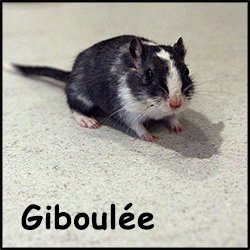 Giboulée