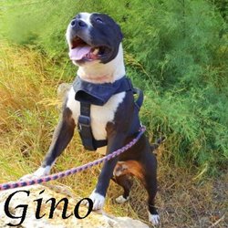 Gino