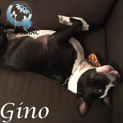 Gino