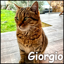 Giorgio