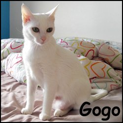 Gogo