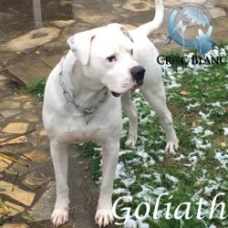 Goliath