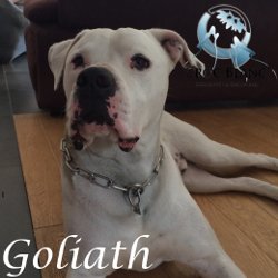 Goliath