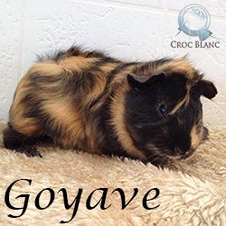 Goyave1