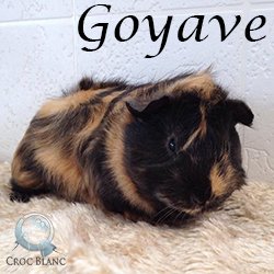 Goyave2