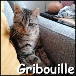 Gribouille