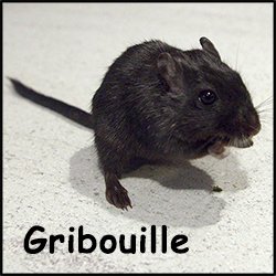 Gribouille