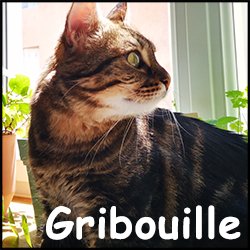 Gribouille
