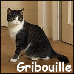 Gribouille