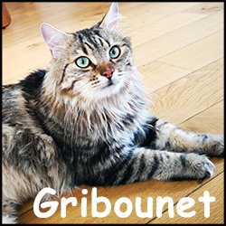 Gribounet