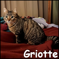 Griotte