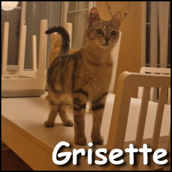 Grisette