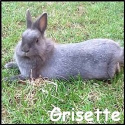 Grisette