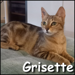 Grisette 2