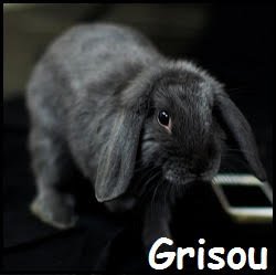 Grisou