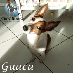 Guaca