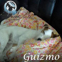 Guizmo