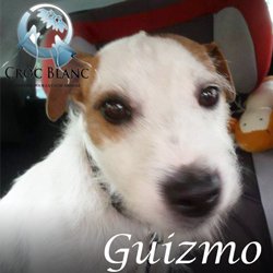 Guizmo