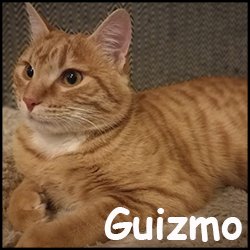 Guizmo