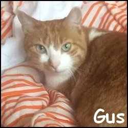 Gus