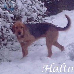 Halto