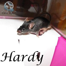 hardy