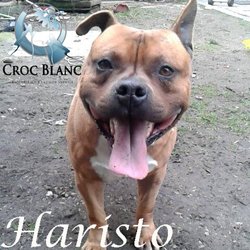 Haristo