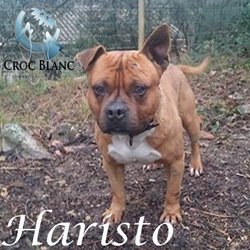 Haristo