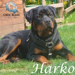 Harko