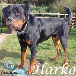 Harko