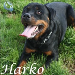 Harko