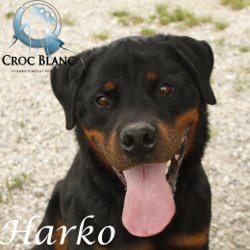 Harko