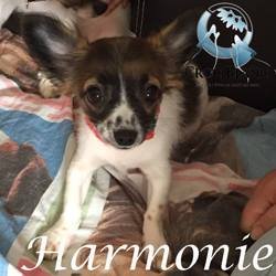 Harmonie