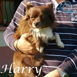 Harry2