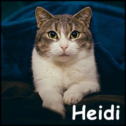 Heidi