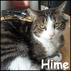 Adopter Un Chat Croc Blanc Adopter Un Chat Croc Blanc
