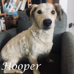 Hooper