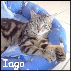 Iago